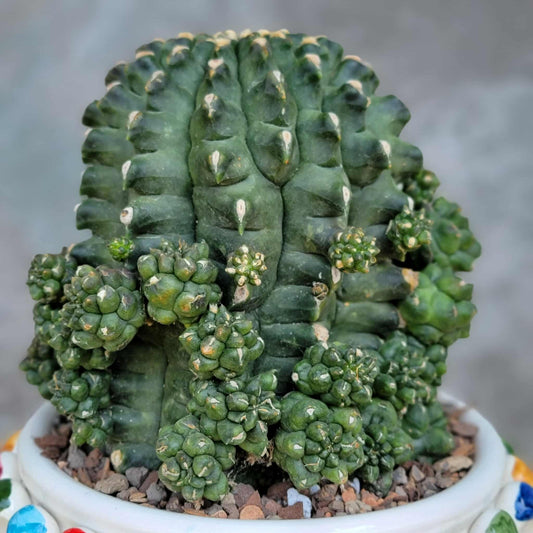 Gymnocalycium inermis cv kikko Emerald - XL