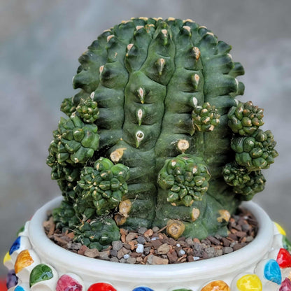 Gymnocalycium inermis cv kikko Emerald - XL