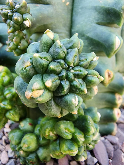 Gymnocalycium inermis cv kikko Emerald - XL