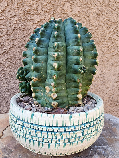 Gymnocalycium inermis cv kikko Emerald - XL