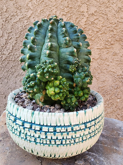 Gymnocalycium inermis cv kikko Emerald - XL