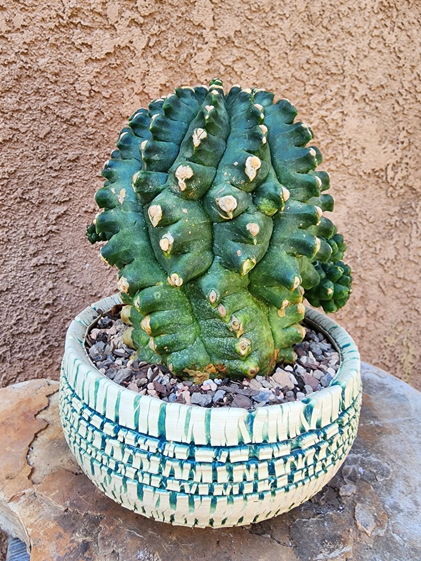 Gymnocalycium inermis cv kikko Emerald - XL