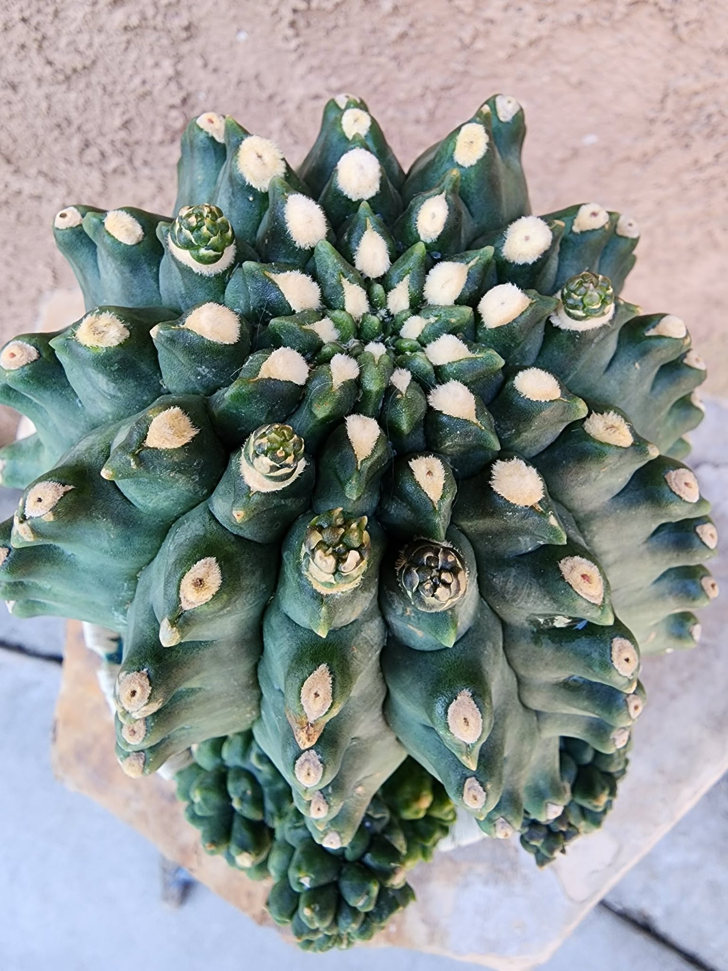 Gymnocalycium inermis cv kikko Emerald - XL