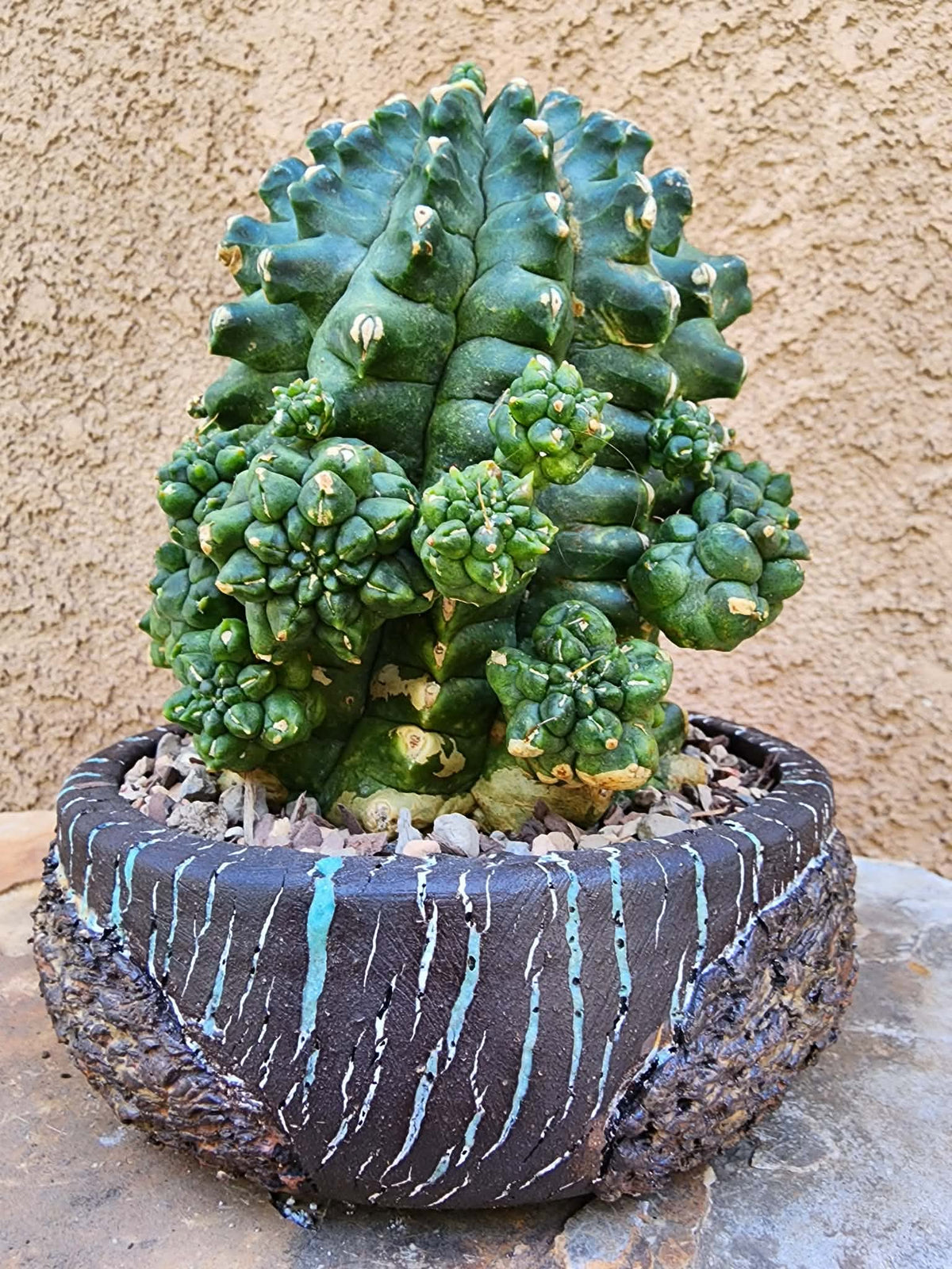 Gymnocalycium inermis cv kikko Emerald - XL