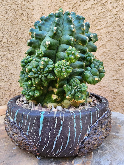 Gymnocalycium inermis cv kikko Emerald - XL