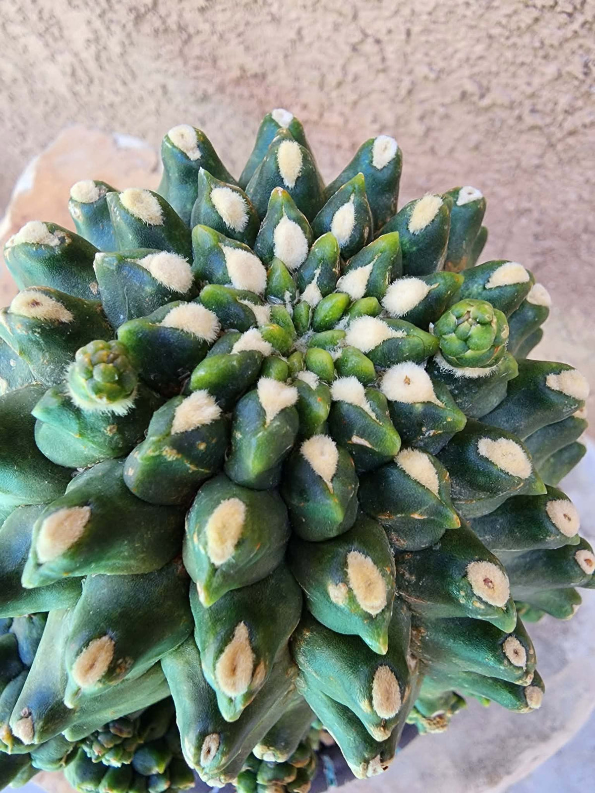 Gymnocalycium inermis cv kikko Emerald - XL
