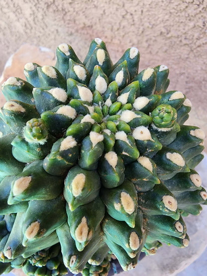 Gymnocalycium inermis cv kikko Emerald - XL
