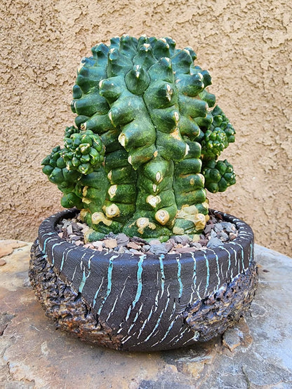 Gymnocalycium inermis cv kikko Emerald - XL