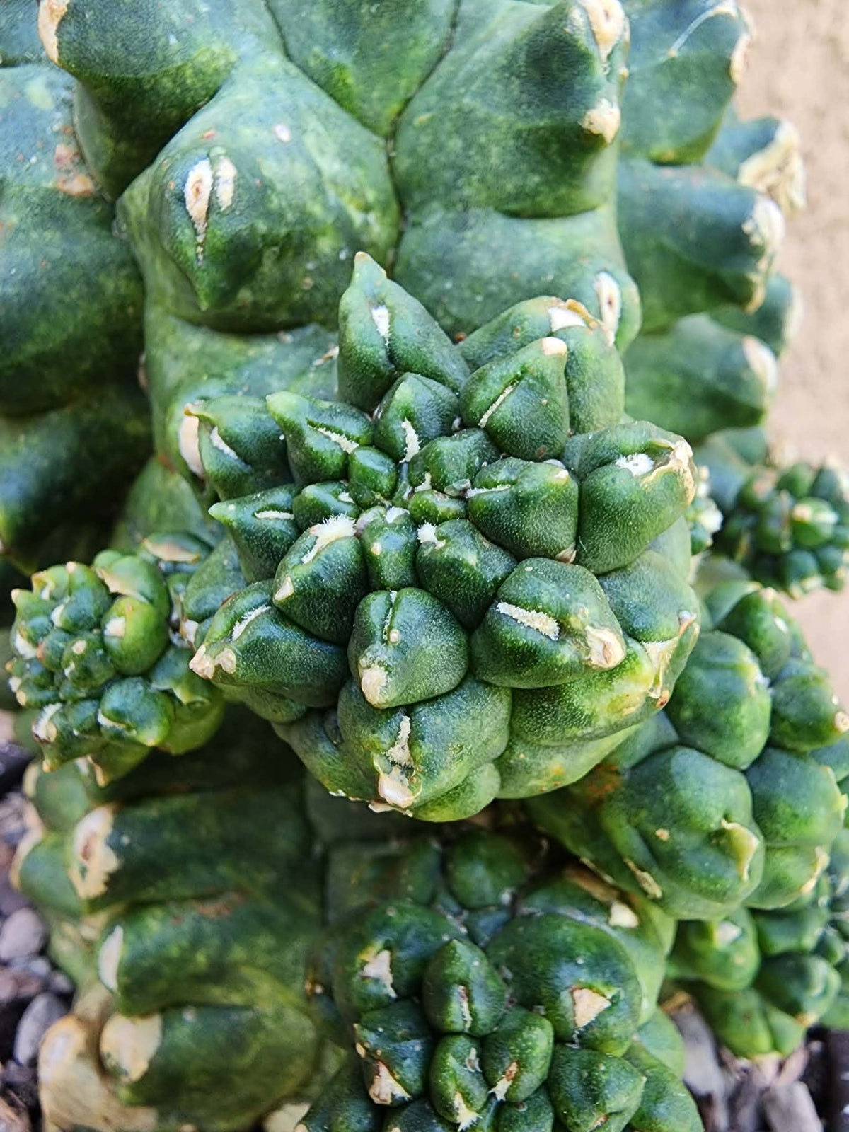 Gymnocalycium inermis cv kikko Emerald - XL