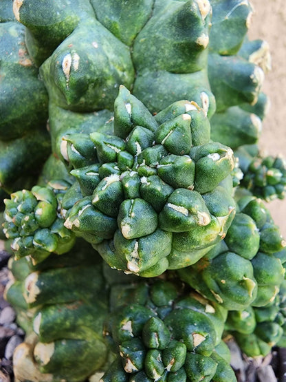 Gymnocalycium inermis cv kikko Emerald - XL