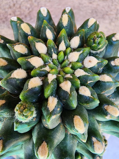 Gymnocalycium inermis cv kikko Emerald - XL