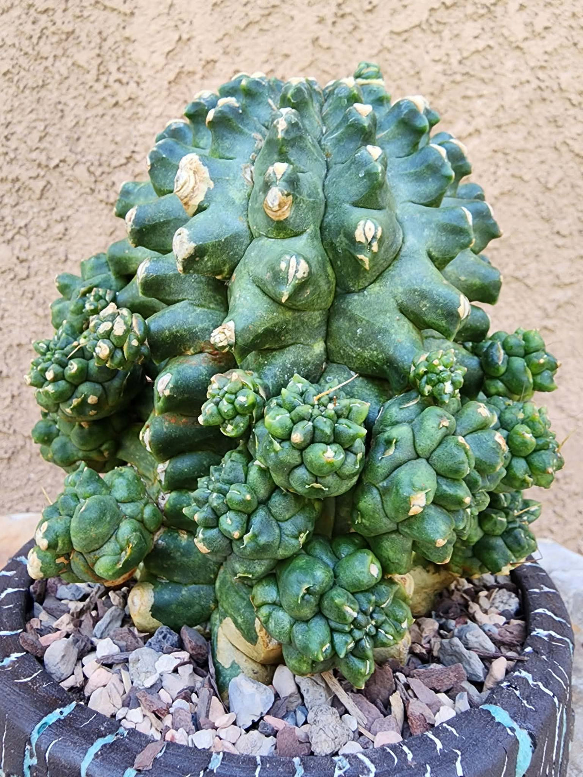 Gymnocalycium inermis cv kikko Emerald - XL