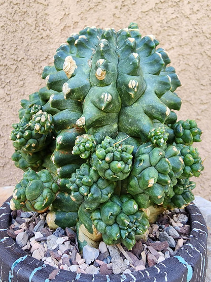 Gymnocalycium inermis cv kikko Emerald - XL
