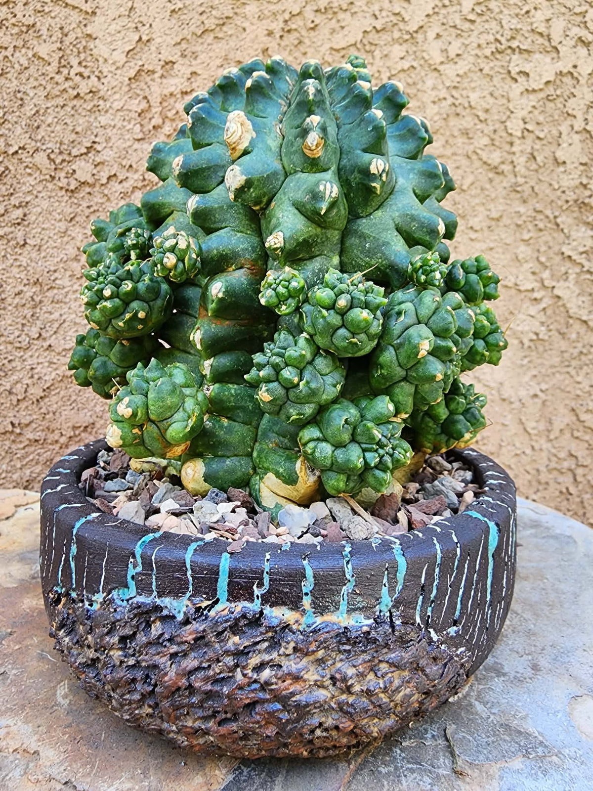 Gymnocalycium inermis cv kikko Emerald - XL