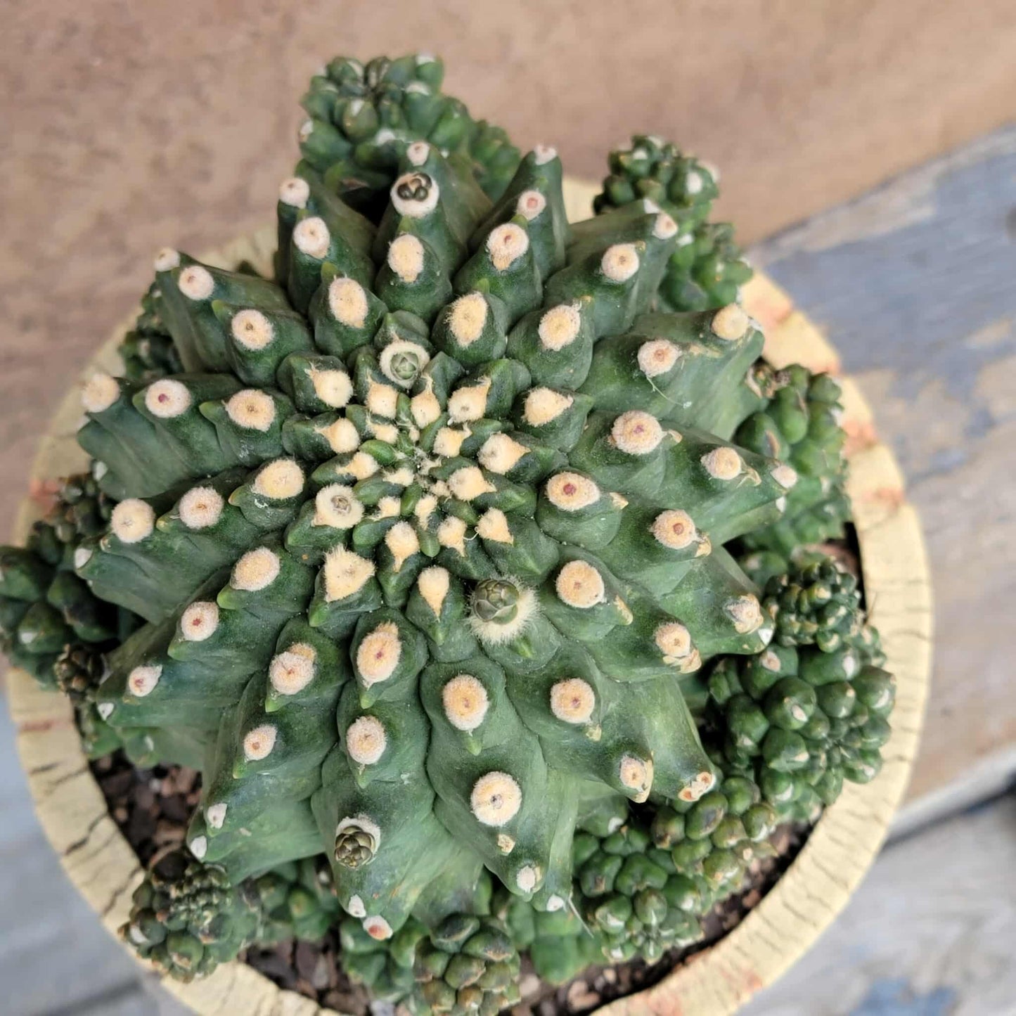 Gymnocalycium inermis cv kikko Emerald - XL