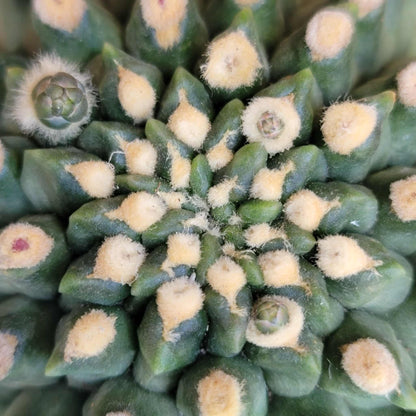 Gymnocalycium inermis cv kikko Emerald - XL
