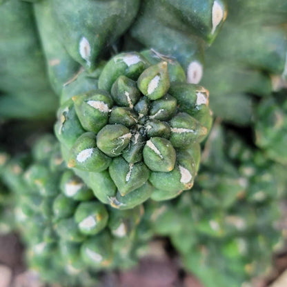Gymnocalycium inermis cv kikko Emerald - XL