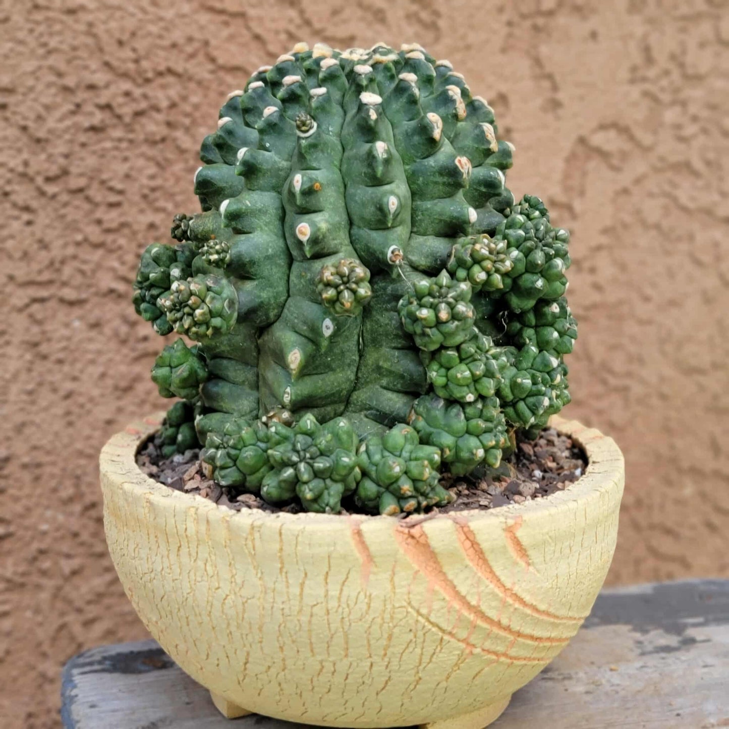 Gymnocalycium inermis cv kikko Emerald - XL