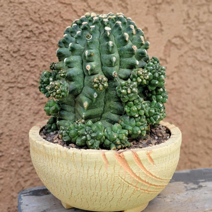 Gymnocalycium inermis cv kikko Emerald - XL