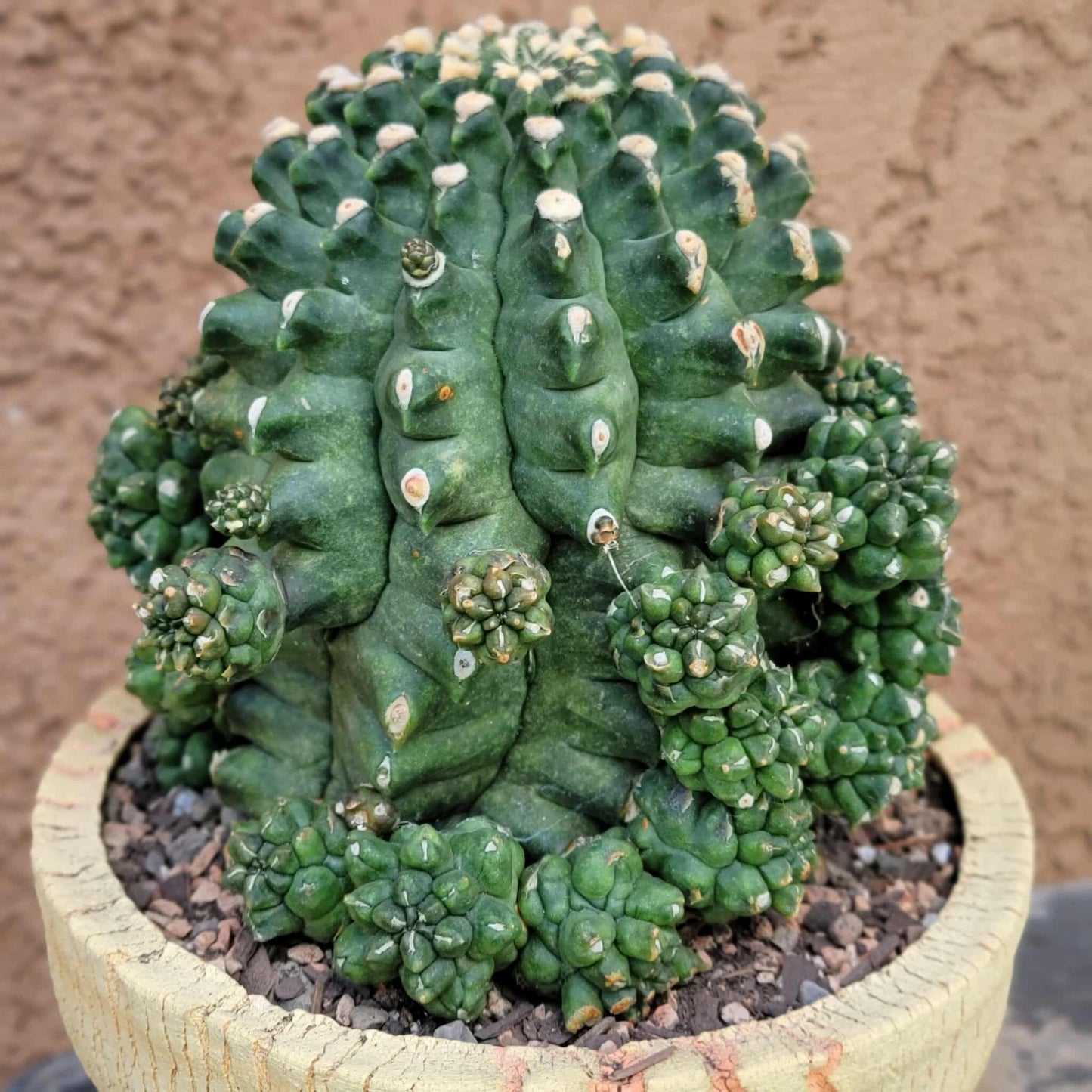 Gymnocalycium inermis cv kikko Emerald - XL