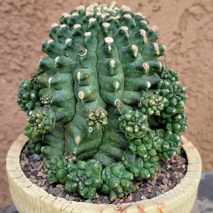 Gymnocalycium inermis cv kikko Emerald - XL