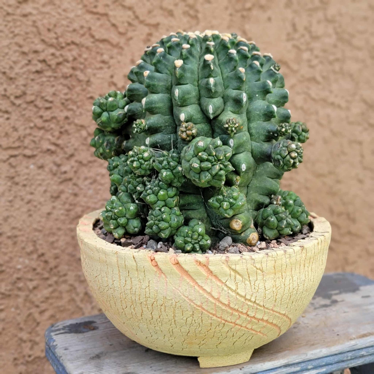 Gymnocalycium inermis cv kikko Emerald - XL