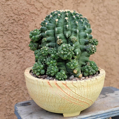Gymnocalycium inermis cv kikko Emerald - XL