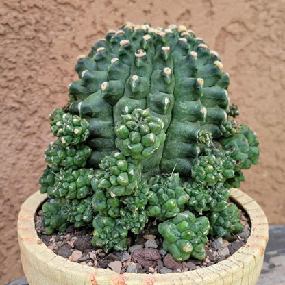 Gymnocalycium inermis cv kikko Emerald - XL
