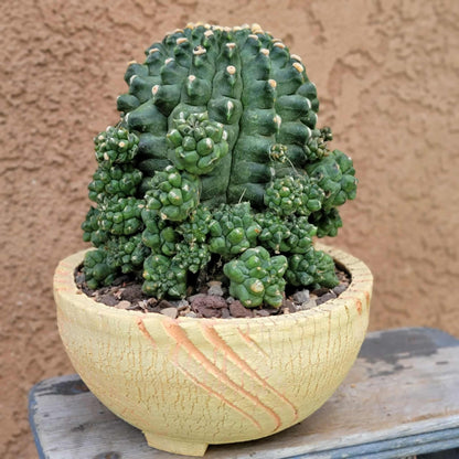 Gymnocalycium inermis cv kikko Emerald - XL