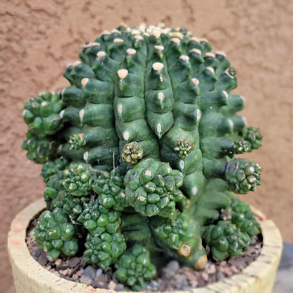 Gymnocalycium inermis cv kikko Emerald - XL