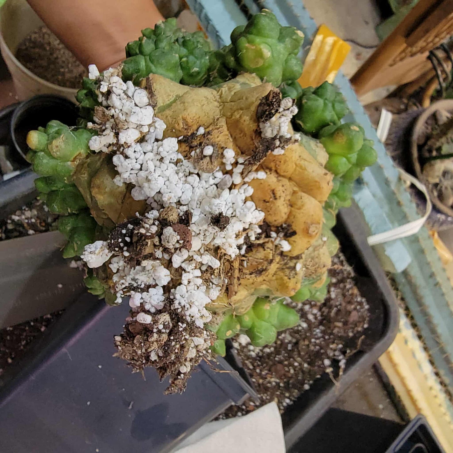 Gymnocalycium inermis cv kikko Emerald - XL