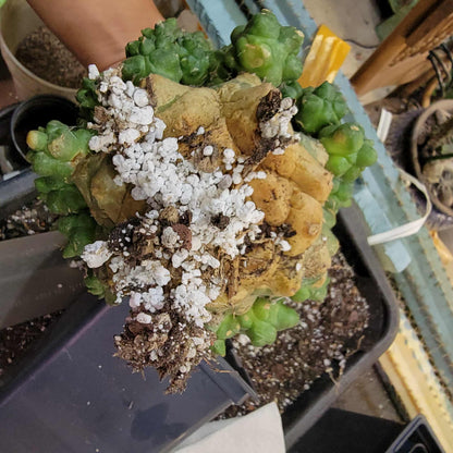 Gymnocalycium inermis cv kikko Emerald - XL