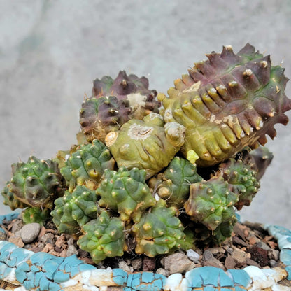 Gymnocalycium monstrose cv. Kikko - Many Heads