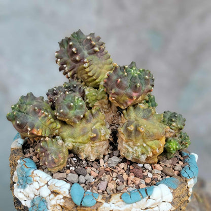 Gymnocalycium monstrose cv. Kikko - Many Heads