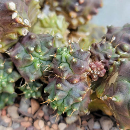 Gymnocalycium monstrose cv. Kikko - Many Heads