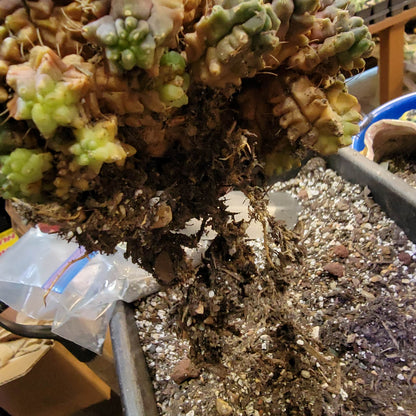 Gymnocalycium monstrose cv. Kikko - Many Heads