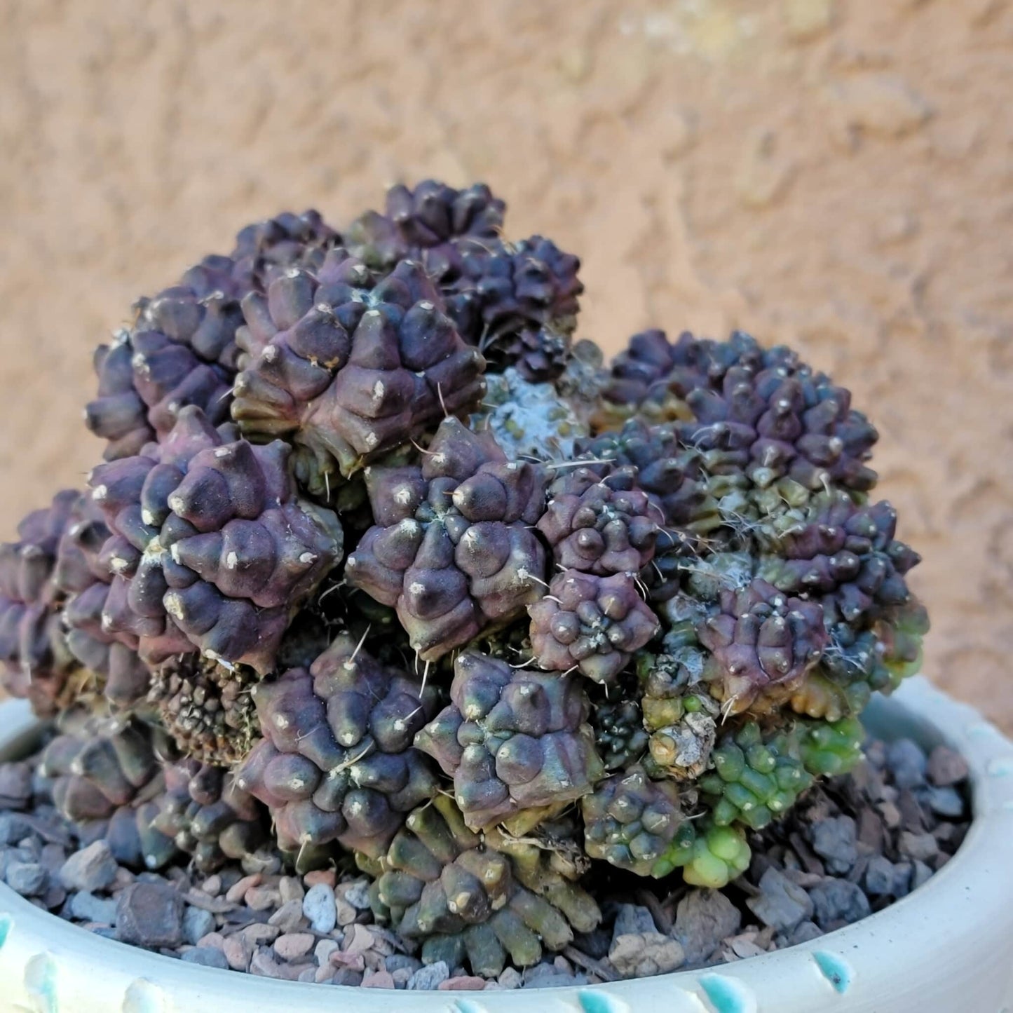 Gymnocalycium monstrose cv. Kikko - Many Heads