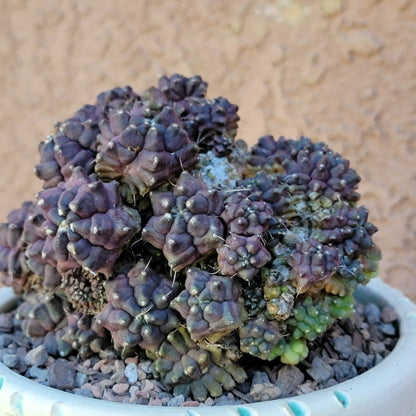 Gymnocalycium monstrose cv. Kikko - Many Heads