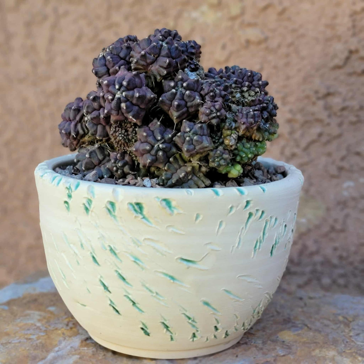 Gymnocalycium monstrose cv. Kikko - Many Heads