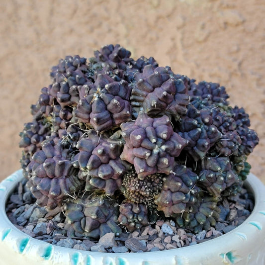 Gymnocalycium monstrose cv. Kikko - Many Heads