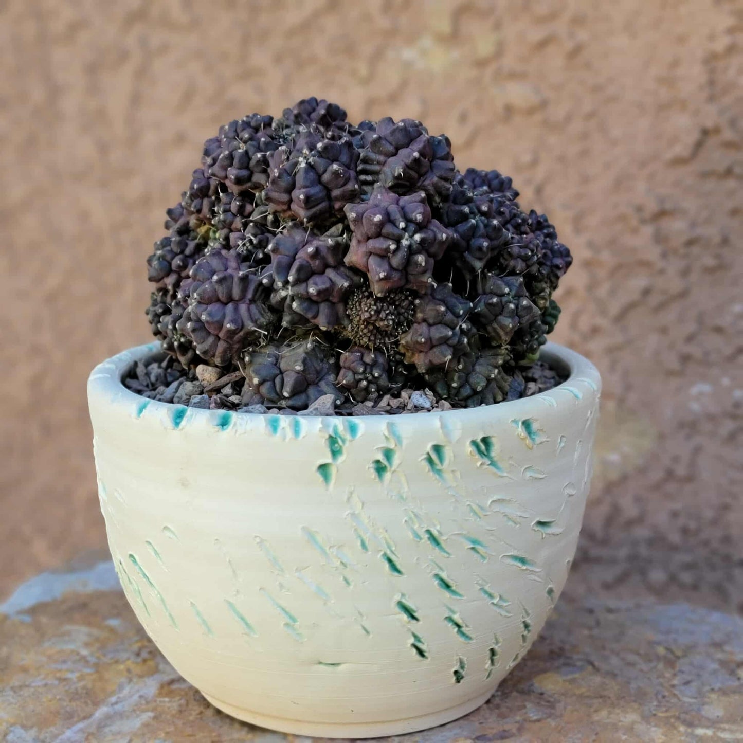 Gymnocalycium monstrose cv. Kikko - Many Heads