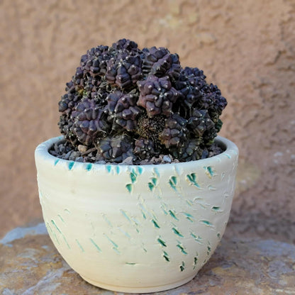 Gymnocalycium monstrose cv. Kikko - Many Heads