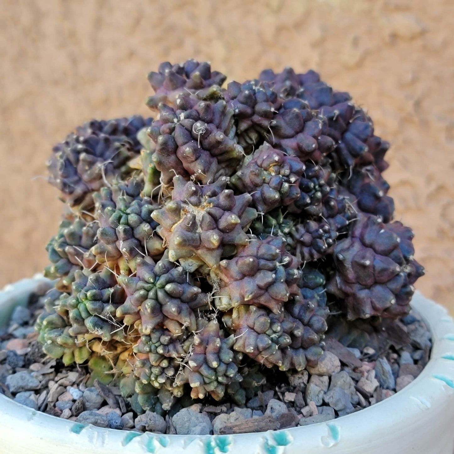 Gymnocalycium monstrose cv. Kikko - Many Heads