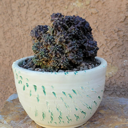 Gymnocalycium monstrose cv. Kikko - Many Heads