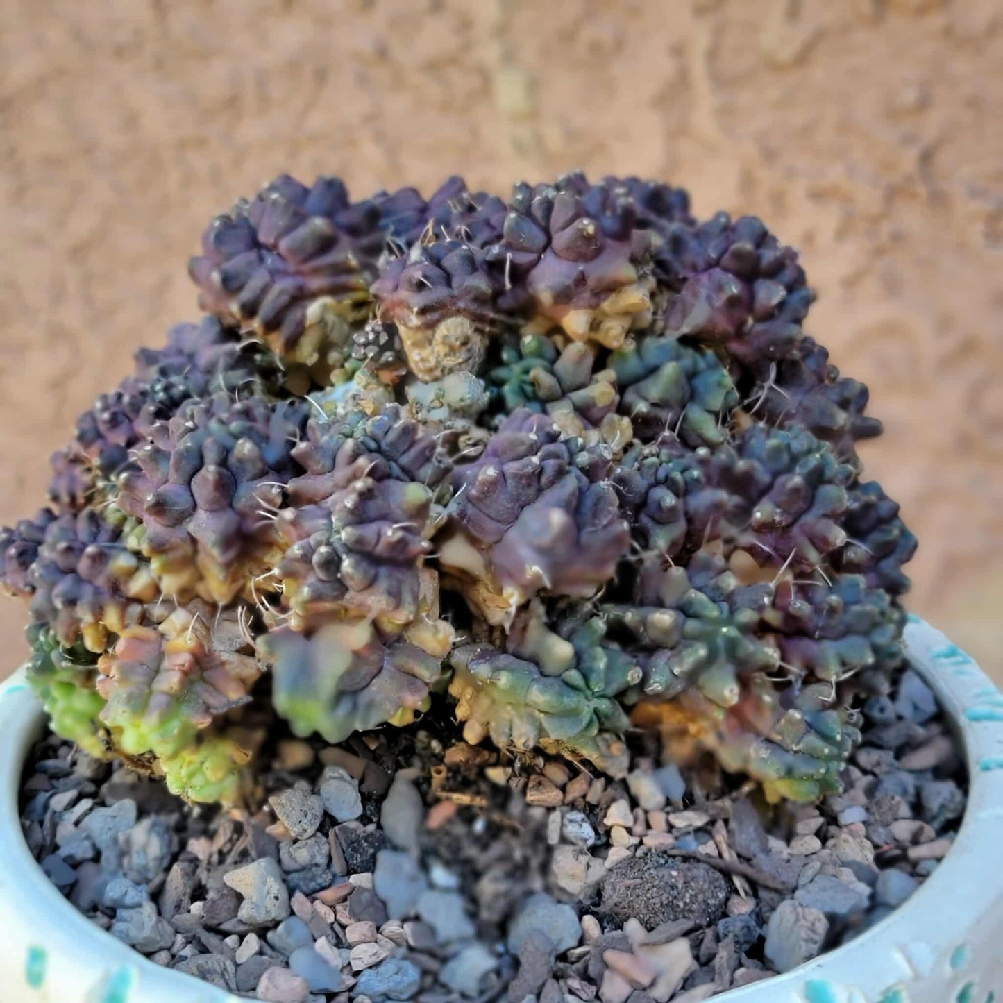 Gymnocalycium monstrose cv. Kikko - Many Heads