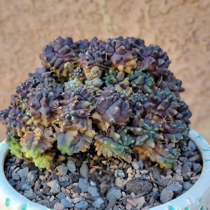 Gymnocalycium monstrose cv. Kikko - Many Heads