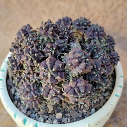 Gymnocalycium monstrose cv. Kikko - Many Heads