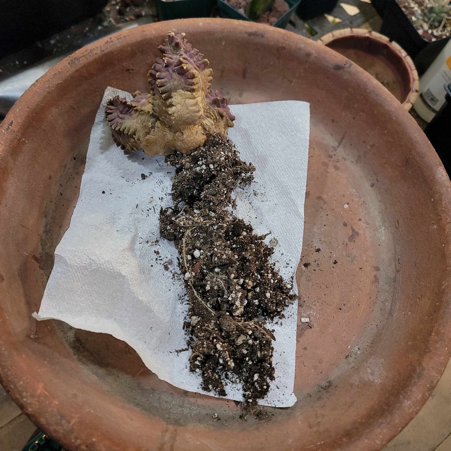 Gymnocalycium monstrose cv. Kikko