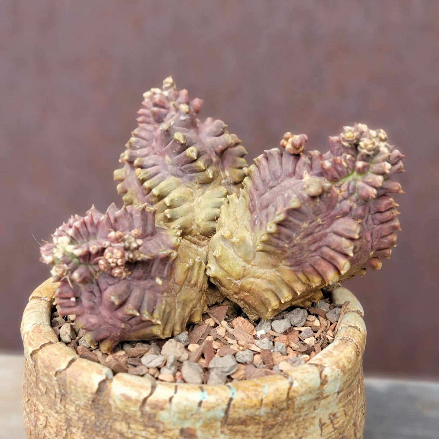Gymnocalycium monstrose cv. Kikko