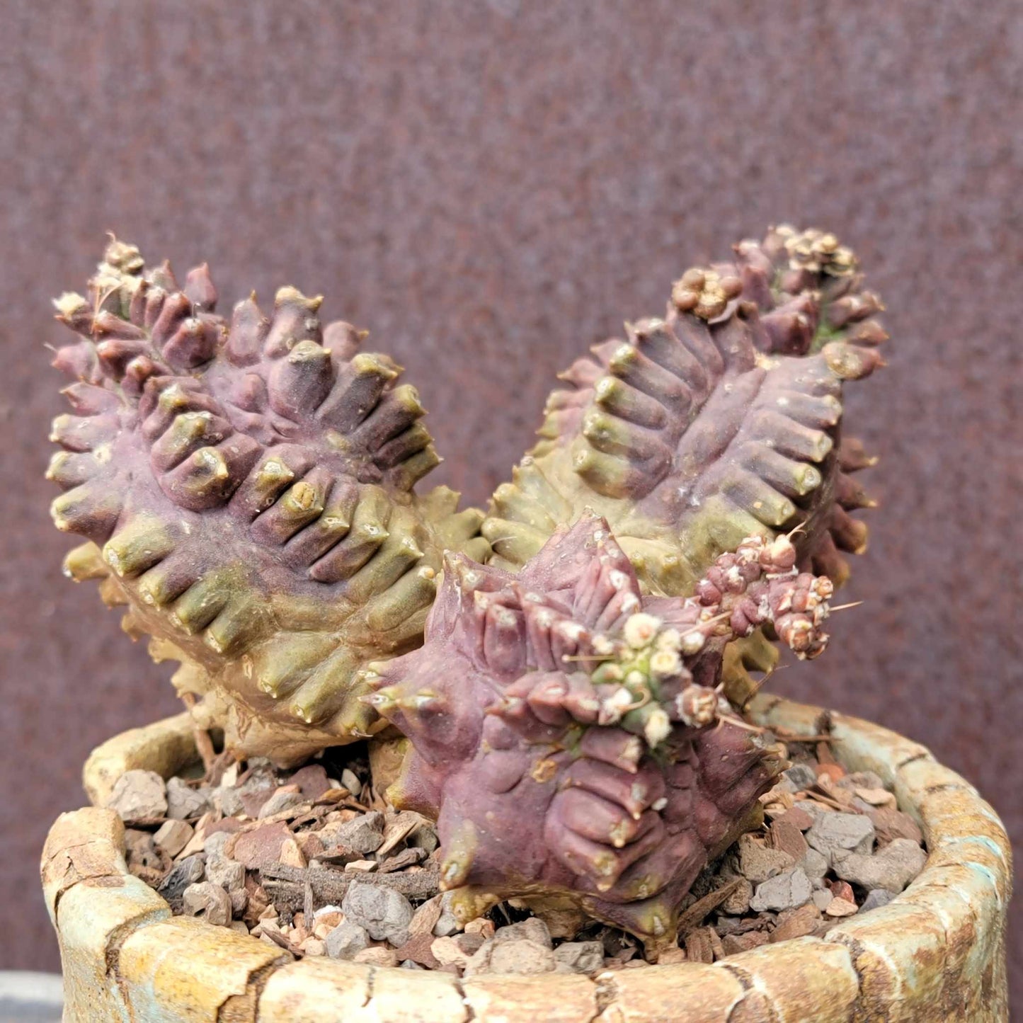 Gymnocalycium monstrose cv. Kikko